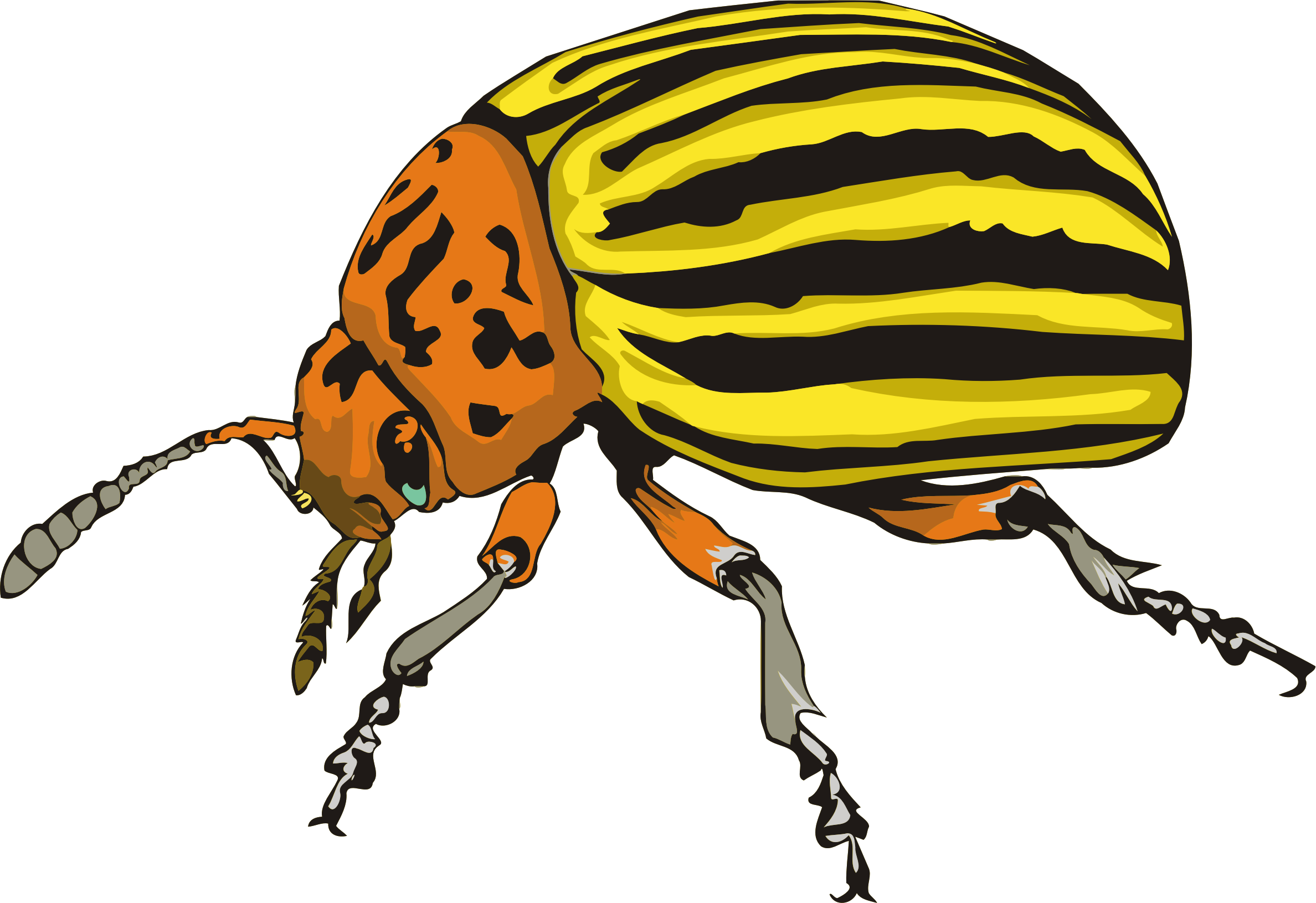Big Image - Colorado Potato Beetle Drawing (2376x1631), Png Download