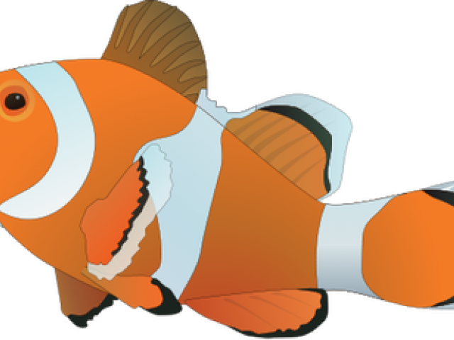 Clownfish Clipart Transparent - Clown Fish Drawing (640x480), Png Download