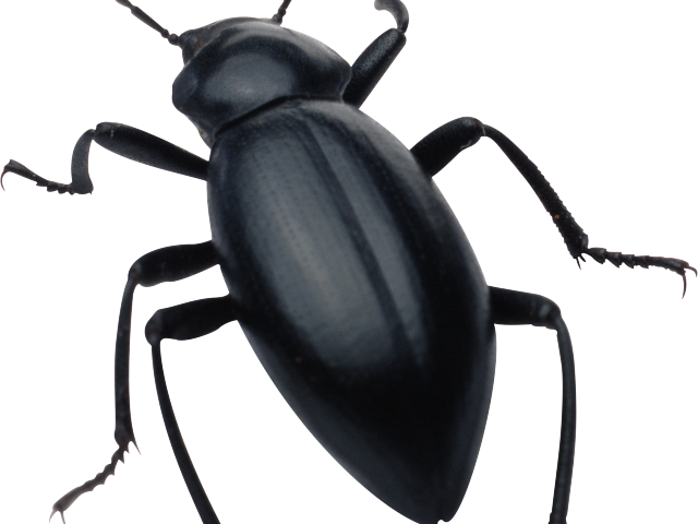 Bugs Clipart Beetle - Black Beetle Transparent (640x480), Png Download