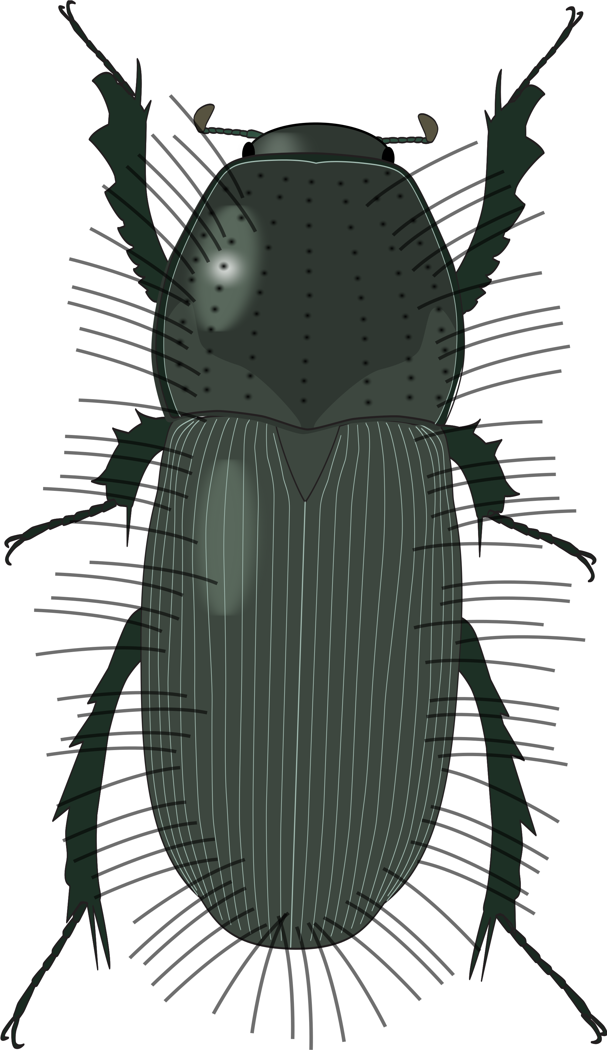 Open - Dung Beetle (2000x3467), Png Download