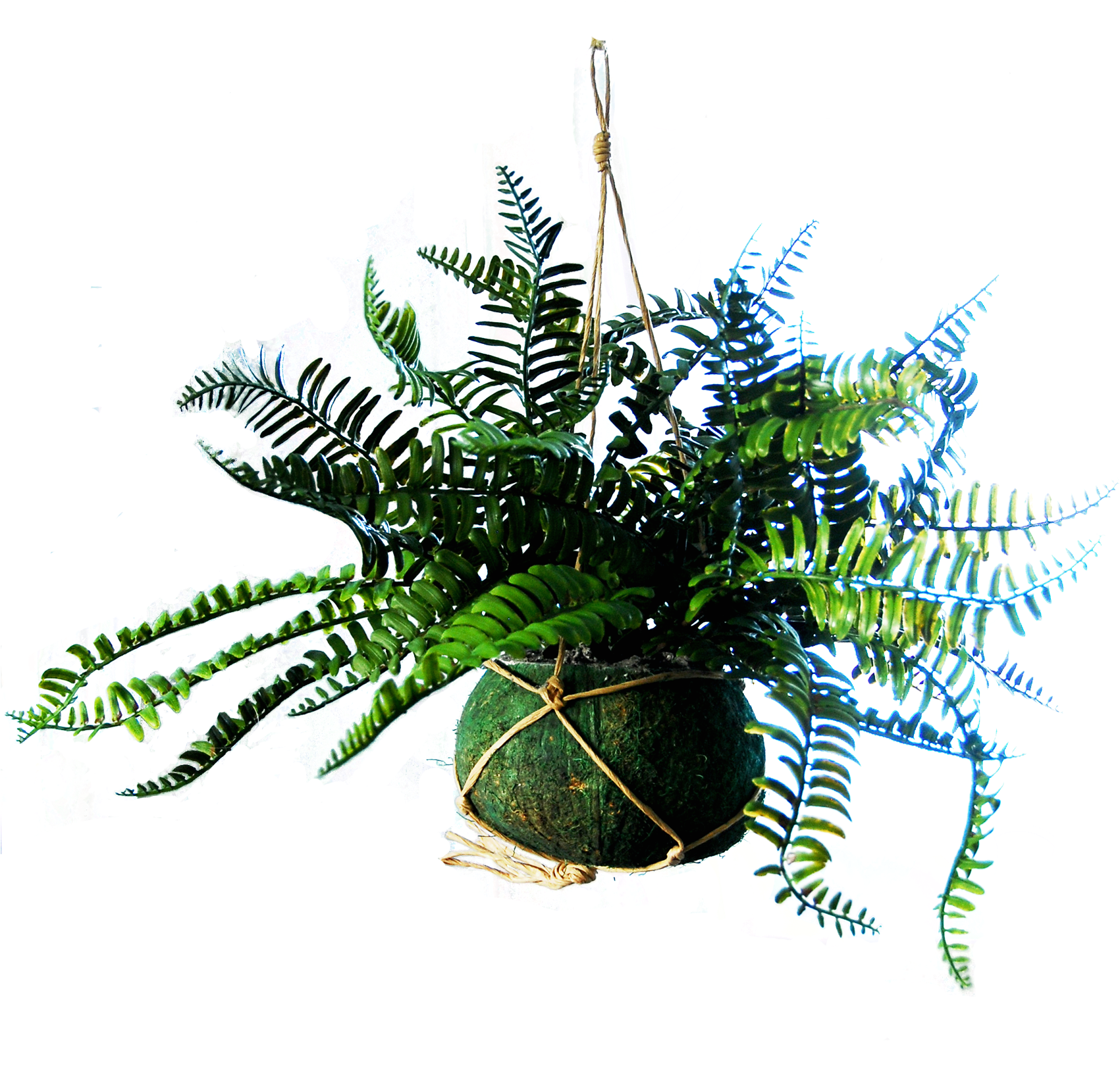 Hanging Basket With 2 Royal Fern Plants - Christmas Tree (1700x1700), Png Download