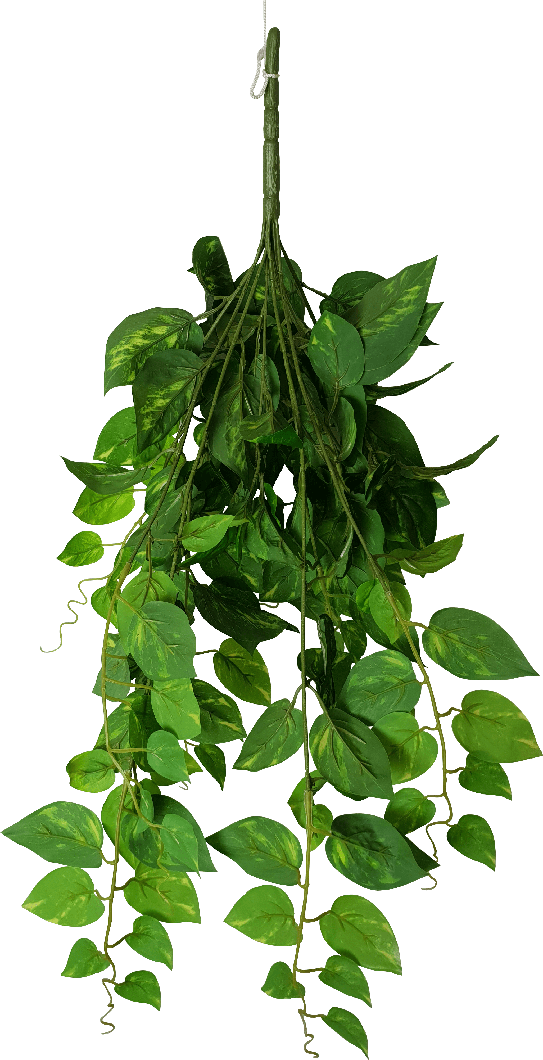 Hanging Philodendron Bush 73cm - Bay Laurel (2322x4032), Png Download