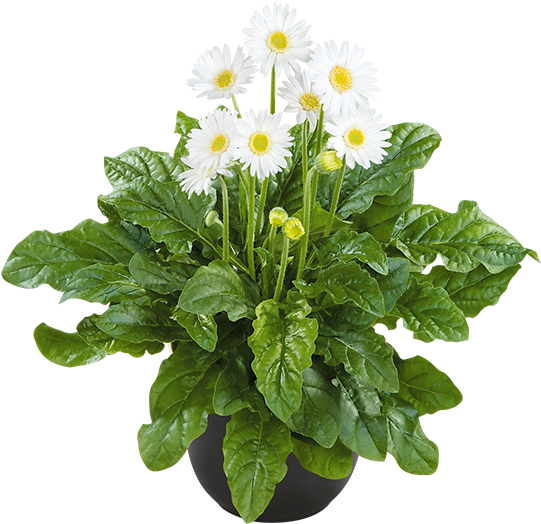 Florist Holland - Bijeli Gerber (600x600), Png Download