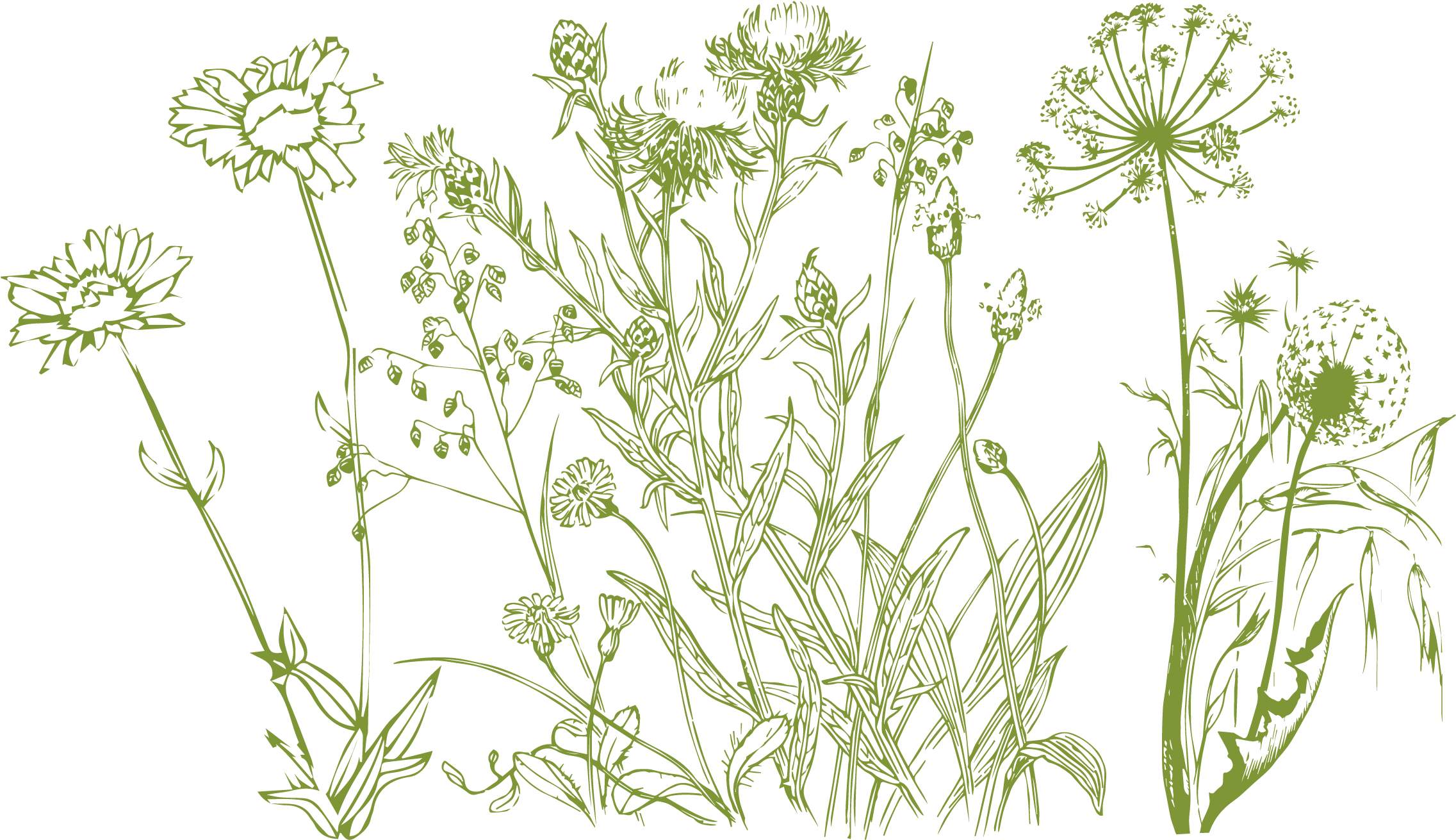 2322 X 1325 1 - Buttercup (2322x1325), Png Download