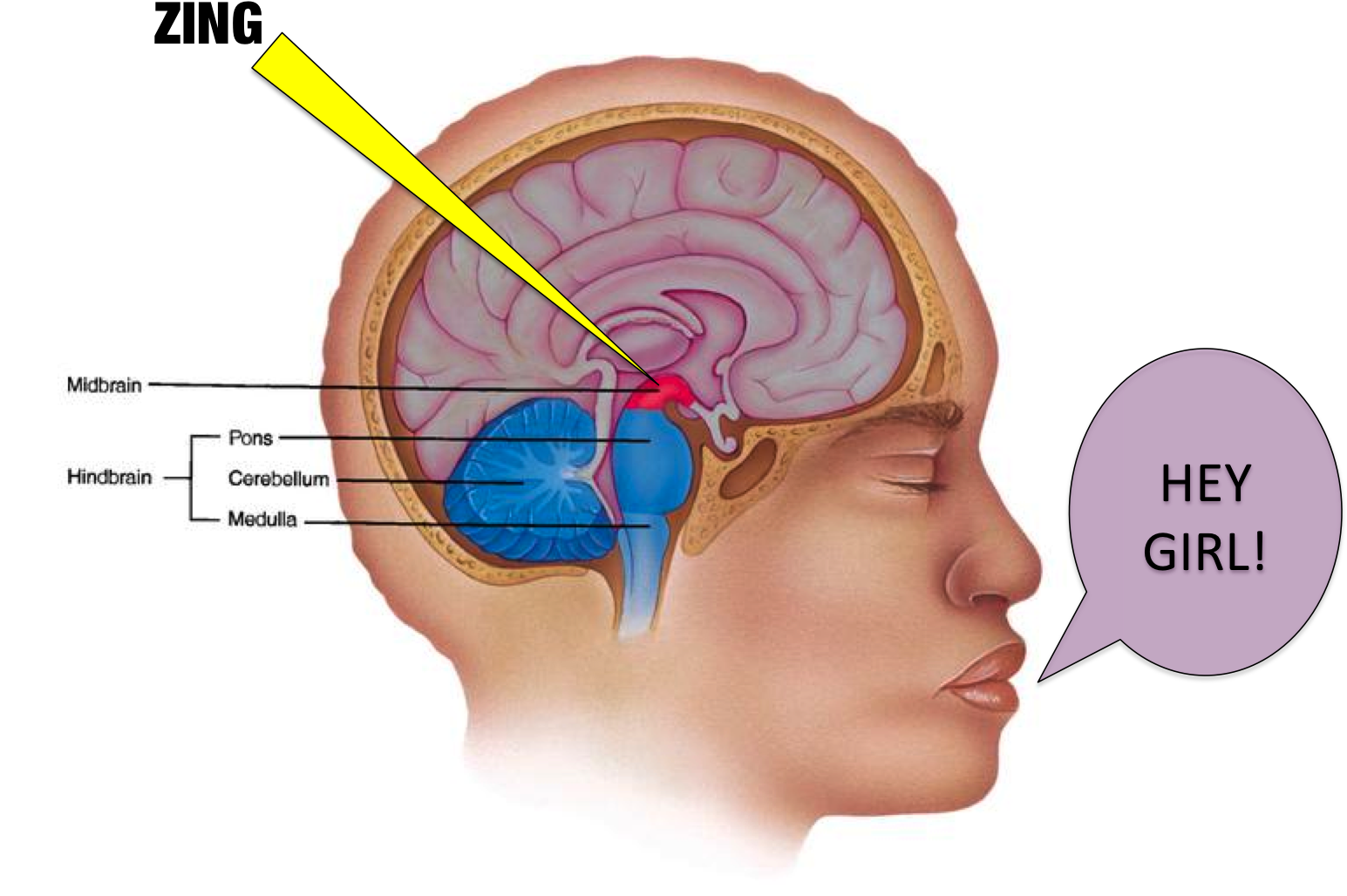 Hey Boy, You Really Activate My Ventral Midbrain (1547x1054), Png Download