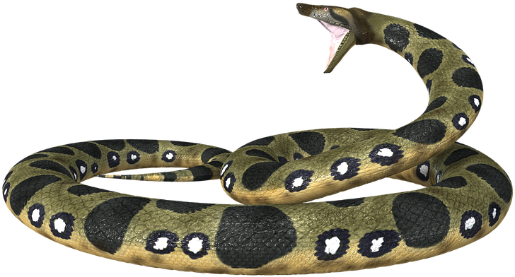 Download Anaconda Png - Snakes PNG Image with No Background - PNGkey.com
