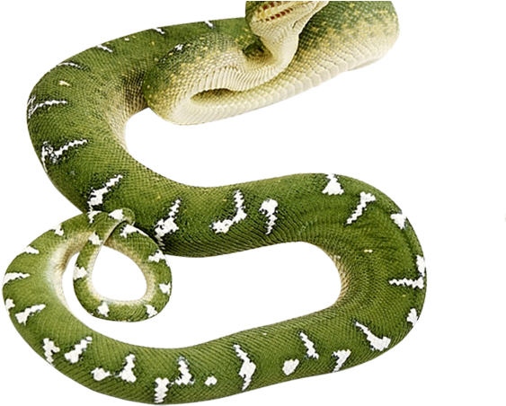 Anaconda Png Transparent Images - Green Snake Transparent Background (640x480), Png Download