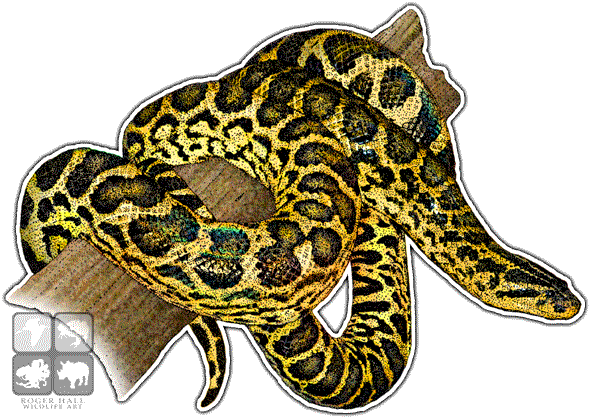 Yellow Anaconda Decal - Yellow Anaconda (590x418), Png Download