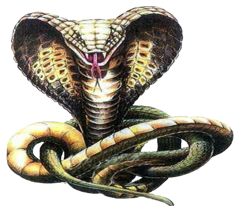 Picture Black And White Stock Snake Tattoo Cobra Sketch - Кобра Тату (760x680), Png Download