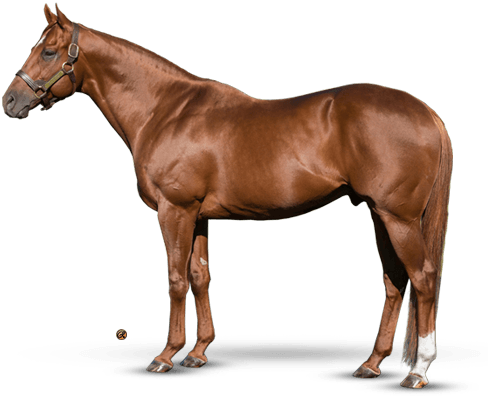 Speightstown - Carpe Diem Stallion (500x400), Png Download