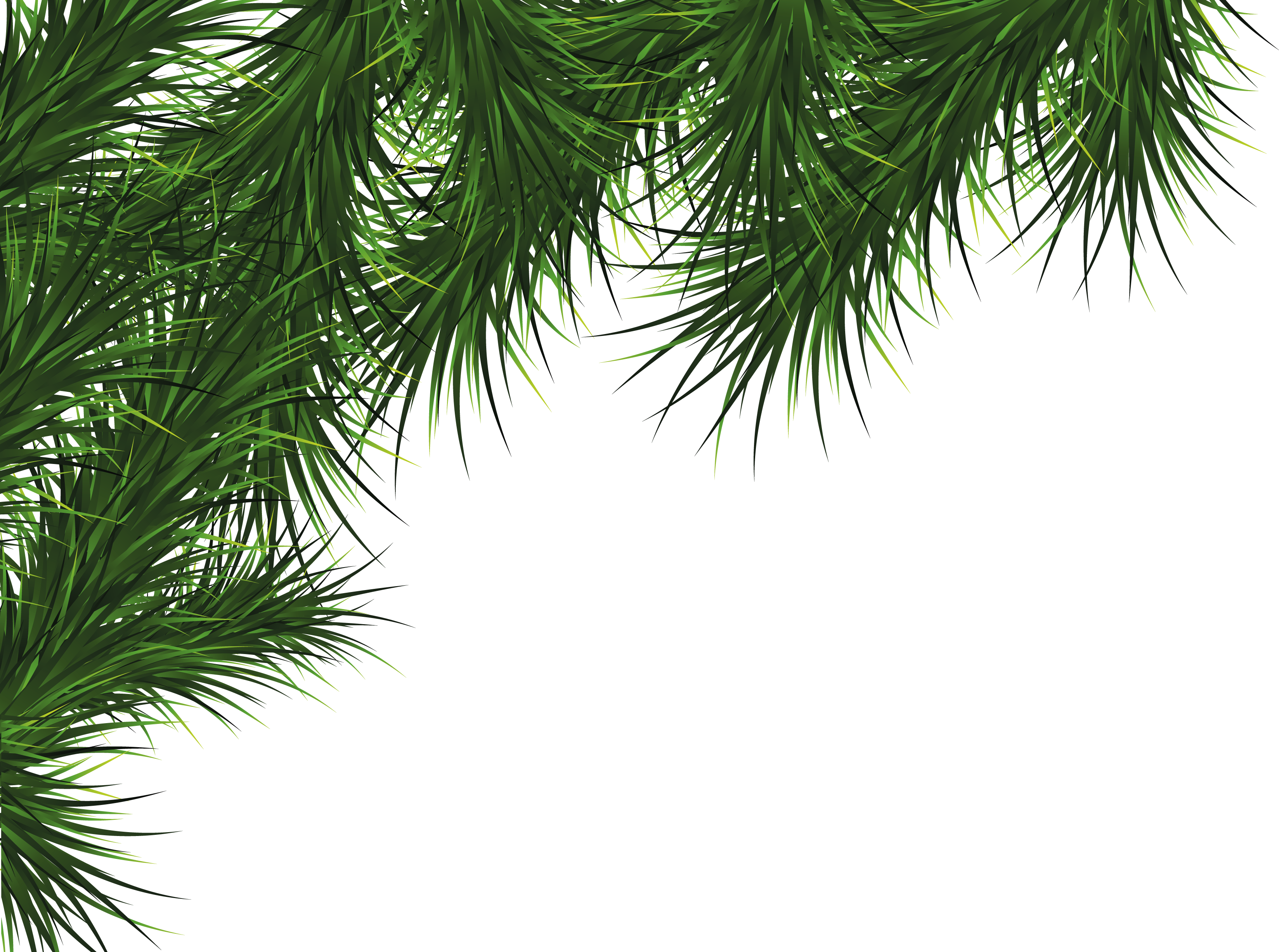Christmas Trees Png (3296x2454), Png Download