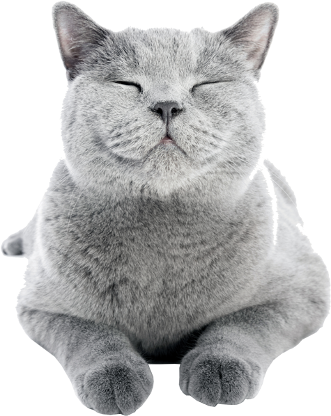 Cat Friendly Properties - Happy Cat (524x641), Png Download