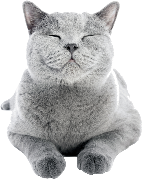 Download Cat Friendly Properties - Happy Cat PNG Image with No Background -  PNGkey.com