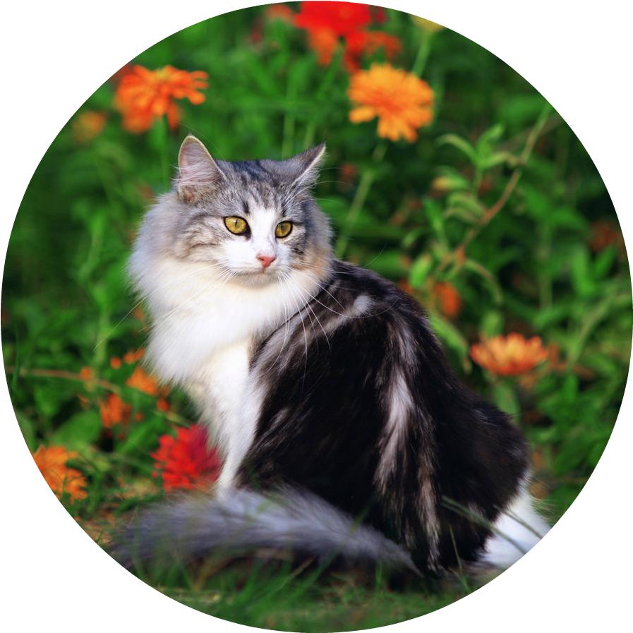 Cute Cat Playing In The Beautiful Field Of Flowers - Cat (960x960), Png Download
