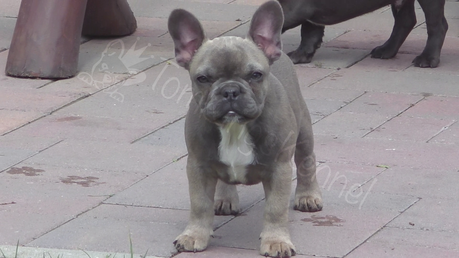 And It Seems It Hasn't Changed Since She Found Her - French Bulldog (1920x1080), Png Download