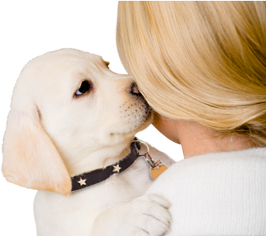 Dog - Puppy Adoption (395x335), Png Download