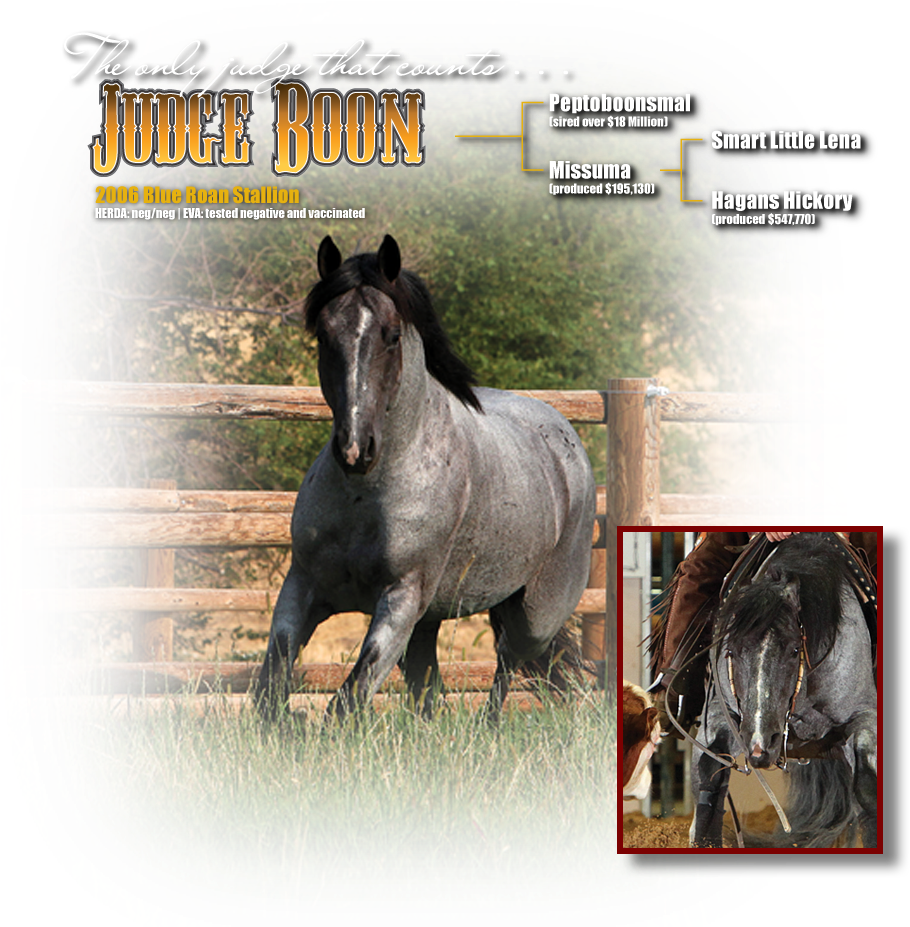 Judge Boon Is Still Showing At Select Shows And Continues - Stallion (1000x929), Png Download