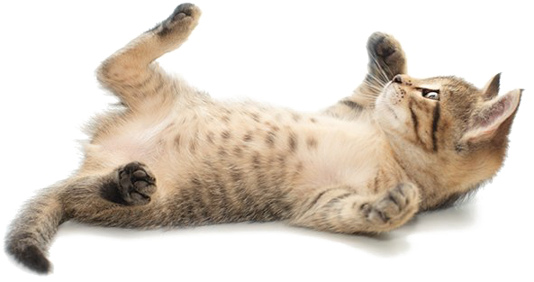 Cute Cat Png Image - 111 Gründe, Katzen Zu Lieben: Eine Liebeserklärung (634x314), Png Download