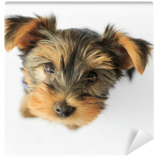 Portrait Of A Cute Puppy Wall Mural • Pixers® • We - Yorkshire Terrier (400x400), Png Download