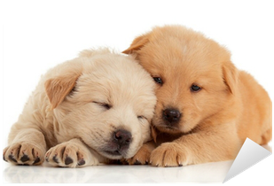 Vector Stock Cute Chow Isolated Over White Background - Different Breeds Of Dog White Background (400x400), Png Download