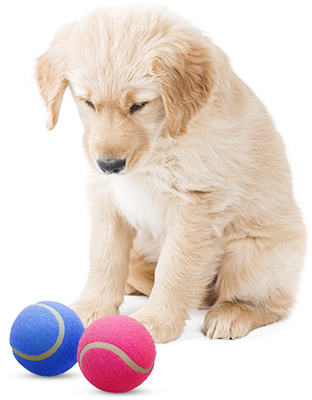 Cute Puppies Wallpaper Entitled Playing Fetch - Dog Play Fetch Transparent Background (312x400), Png Download