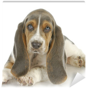 Puppy (400x400), Png Download