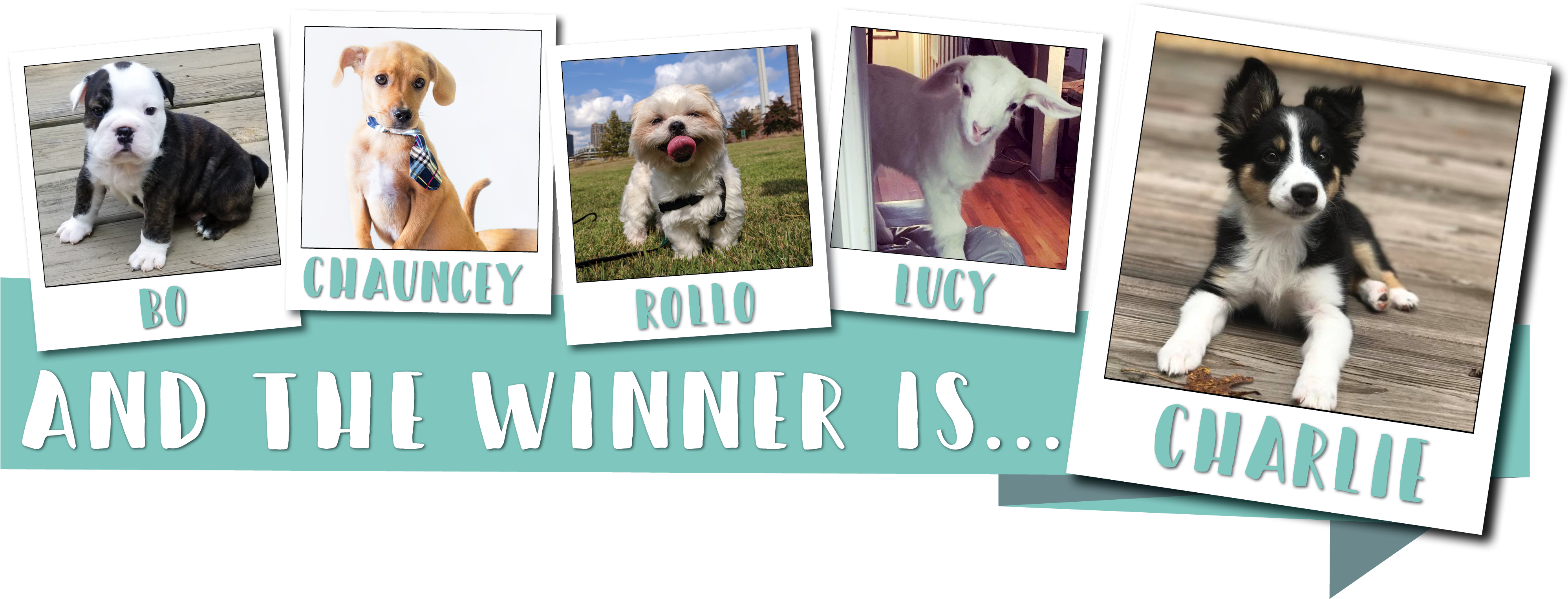 Get To Know Charlie, Then Check Out A Who's Who Of - Okapi (4000x1543), Png Download