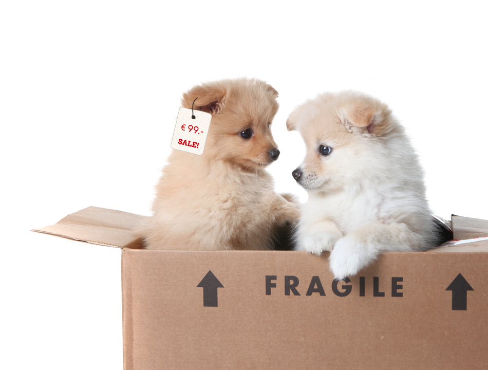 Four Paws Campaign Against Illegal Puppy Trade Puppy - Two Puppies In A Box (950x720), Png Download