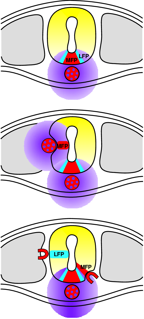 Shh Is Necessary But Not Sufficient To Obtain Floor (586x1295), Png Download
