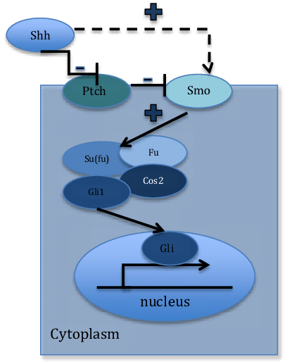 Shh Binds To The Membrane Protein Patched - Hedgehog Signaling Pathway (408x514), Png Download