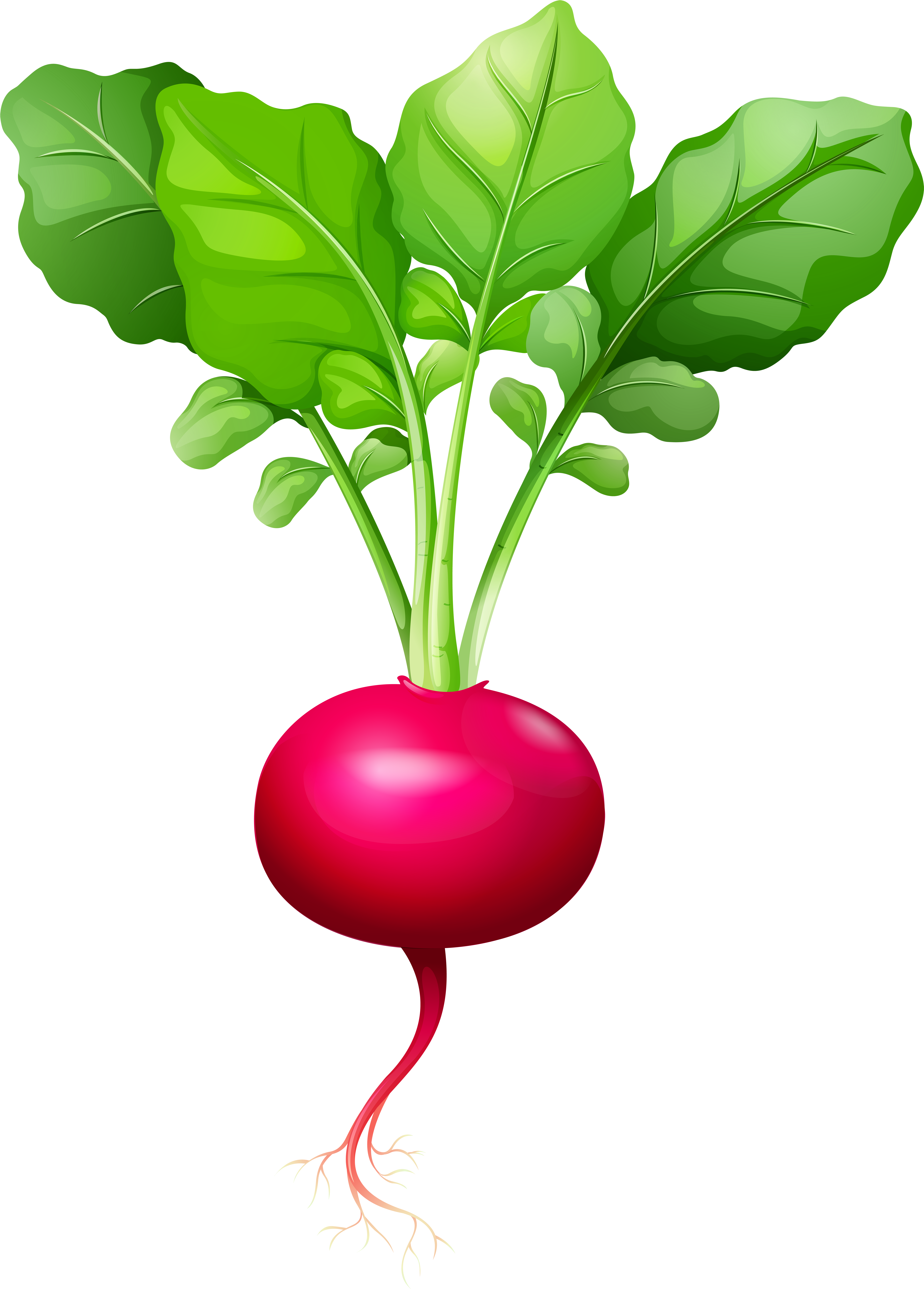 Radish Clipart (5733x8000), Png Download