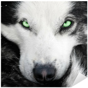Husky Eyes Shower Curtain (400x400), Png Download