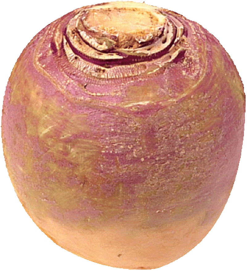 You Have A Friend In Your Turnip - Turnip (800x877), Png Download