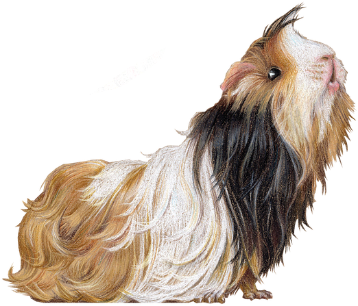 Guinea Pig Illustration By Rachel Mabin - Tibetan Terrier (801x570), Png Download