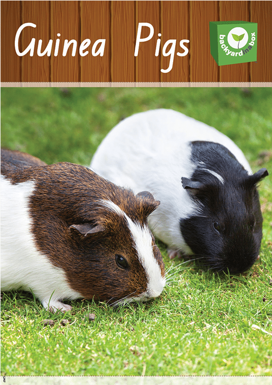 Guinea Pigs Digital Resource - Guinea Pig (800x800), Png Download