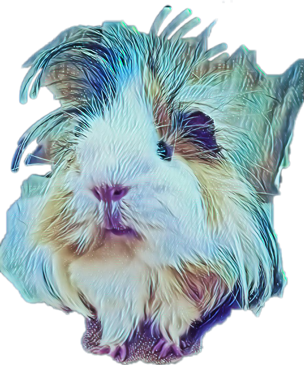 Scguineapig Sticker - Guinea Pig (1024x1231), Png Download
