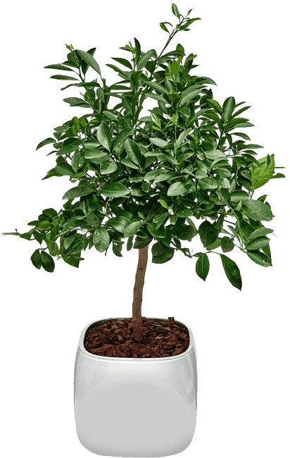 Houseplant (540x660), Png Download