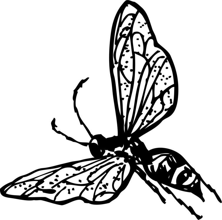Characteristics Of Common Wasps And Bees Characteristics - Wasp Clip Art (755x750), Png Download