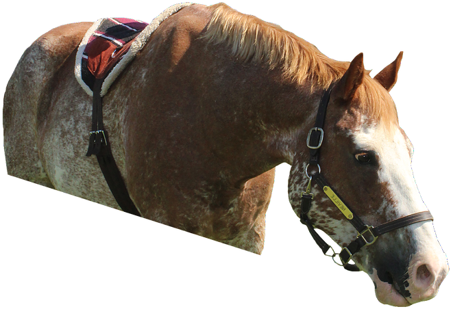 Neville Edited - Sorrel (708x476), Png Download
