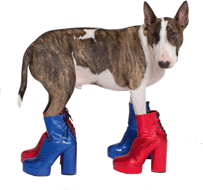 Favorite Shoes - Marc Jacobs Dog Neville Jacobs (700x700), Png Download