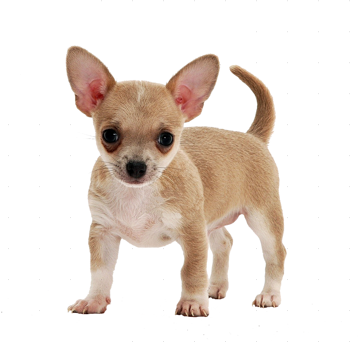 Psinka - Smooth Coat Chihuahua Puppy (1155x1104), Png Download