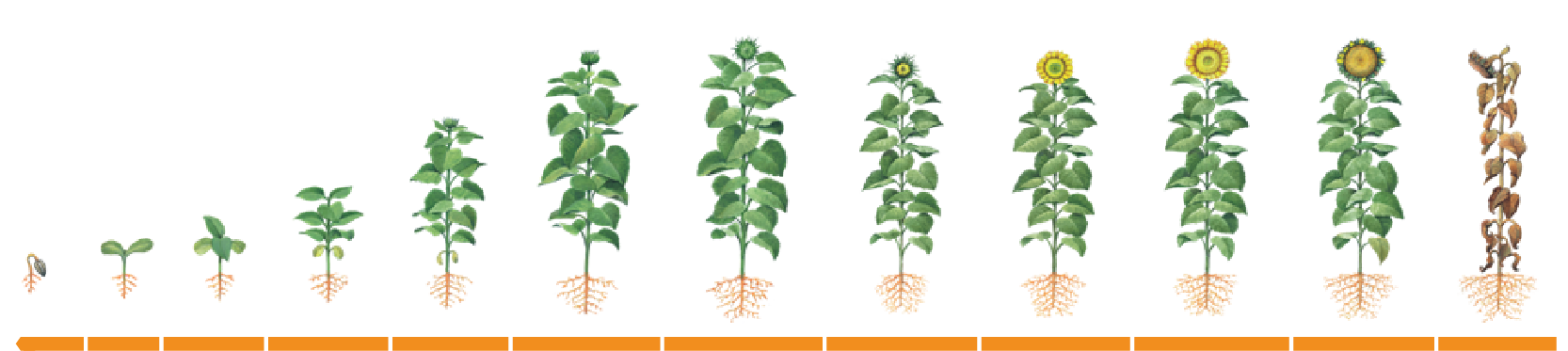 Herbicidas - Girasol - Houseplant (1677x508), Png Download