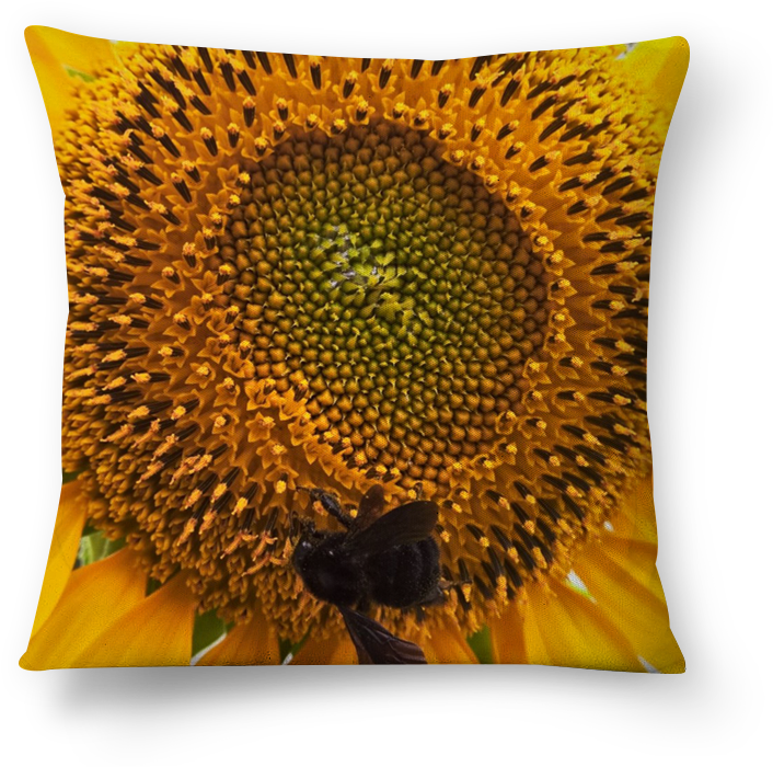 Almofada Abelha E Girasol De Müller Borgesna - Cushion (800x800), Png Download