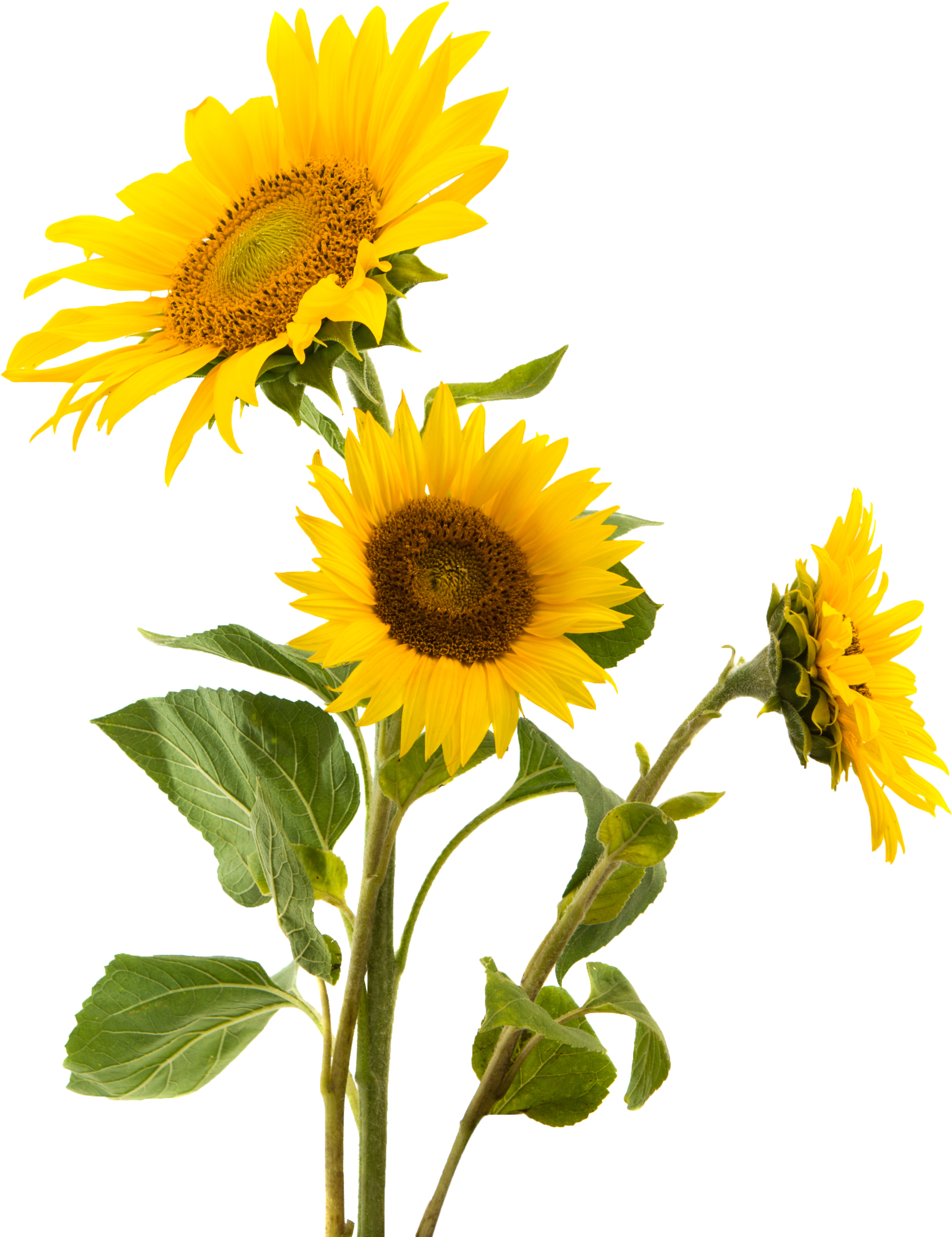 Girasol Sticker - Sunflower Png (1024x1330), Png Download