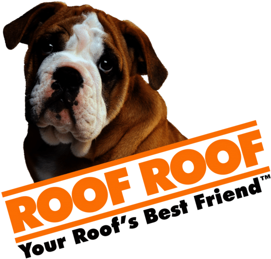 Australian Bulldog (1300x682), Png Download