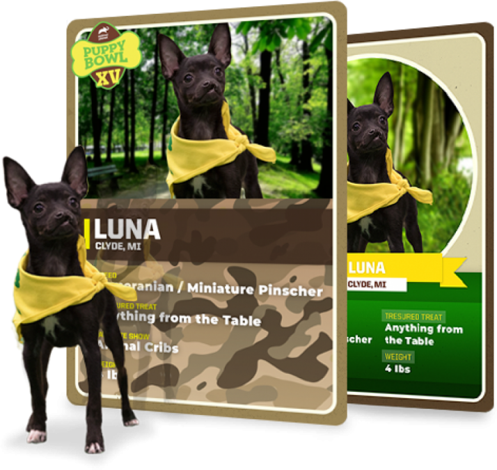 Whether You're A Pet Parent Or You Have An Animal In - Guard Dog (714x675), Png Download