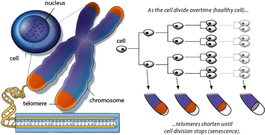 Leave A Reply Cancel Reply - Telomere Shortening Diagram (939x516), Png Download