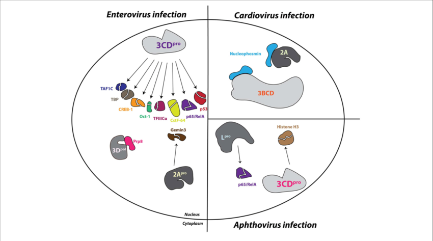 Picornavirus Proteins Enter The Nucleus And Alter Nuclear-resident - Picornavirus Infection (850x473), Png Download
