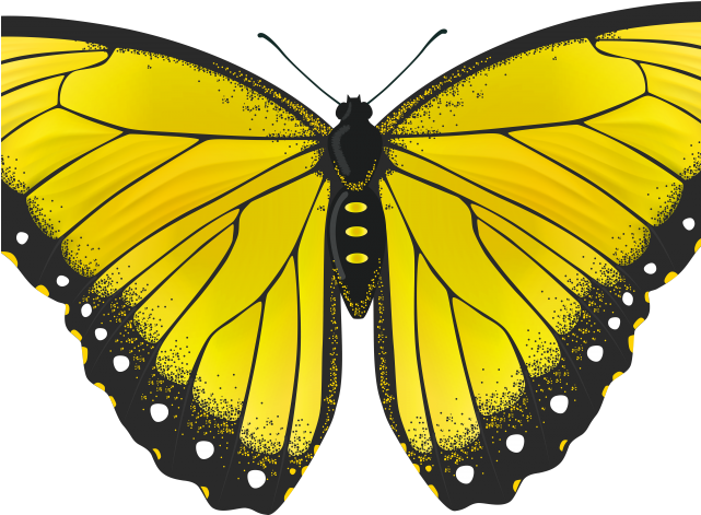 Monarch Butterfly Clipart Png Full Hd - Yellow Monarch Butterfly Png (640x480), Png Download