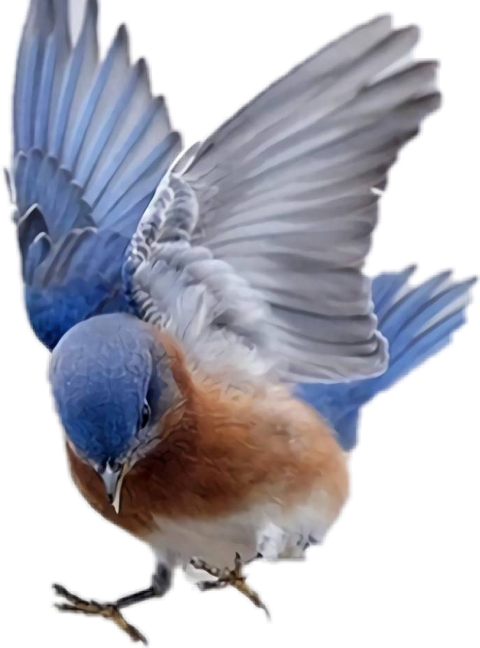261055341007212 - Beautiful Birds Flying Videos (480x648), Png Download